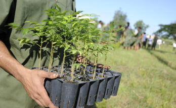 Dispone el territorio de Florida de posturas propias para la reforestación