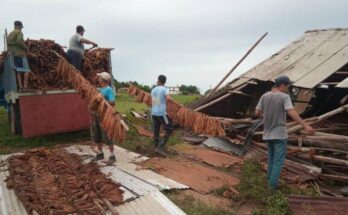 En Pinar del Río jóvenes campesinos floridanos apoyan labores de recuperación