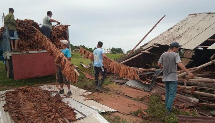 En Pinar del Río jóvenes campesinos floridanos apoyan labores de recuperación