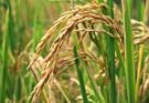 Arroz Popular, principal alternativa para la obtención del grano en Florida