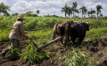 Empresa Agropecuaria de Florida obligada a implementar estrategia renovadora