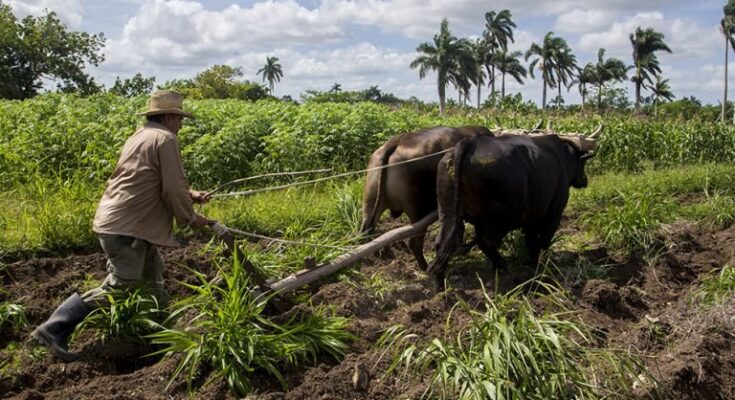 Empresa Agropecuaria de Florida obligada a implementar estrategia renovadora