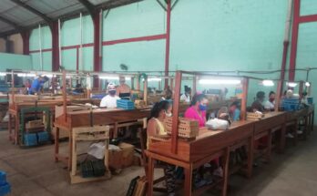 Futuros torcedores de Tabaco realizan prácticas laborales en la fábrica Rolando Valdivia . Foto: Archivo
