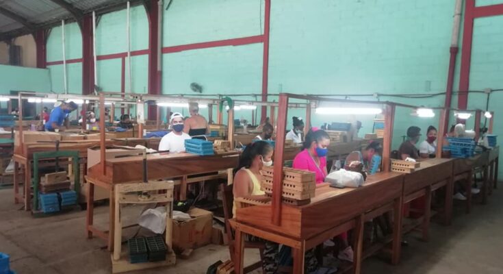 Futuros torcedores de Tabaco realizan prácticas laborales en la fábrica Rolando Valdivia . Foto: Archivo