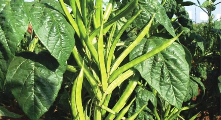 Científicos adaptan plantas de guar al clima ruso