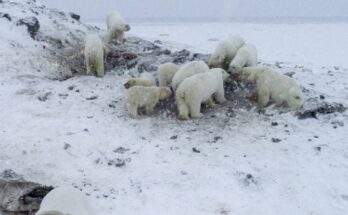 Completan conteo de osos polares en isla rusa de Wrangel