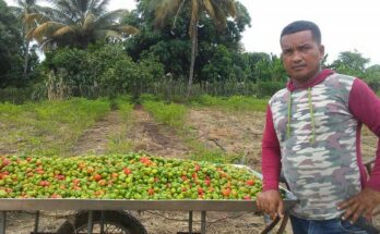 Yaimel Corona, joven productor que disfruta sacarle frutos a la tierra