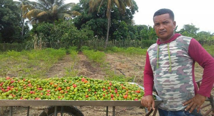 Yaimel Corona, joven productor que disfruta sacarle frutos a la tierra