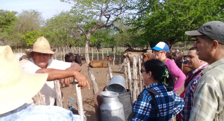 Diseñan alternativas para que llegue más leche para la Industria Láctea