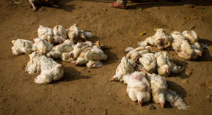 Nuevo reporte de gripe aviar en Uruguay, en traspatios