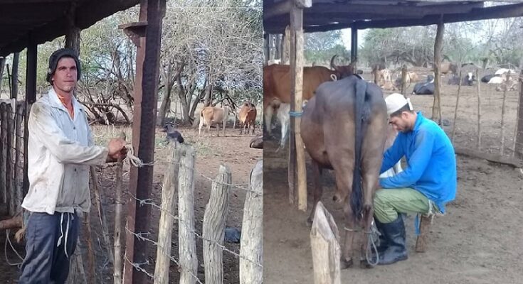 Edelio y Jorge Álvarez, campesinos comprometidos con la tierra y la Revolución