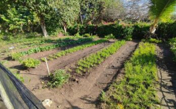 ector educacional de Florida busca garantizar soberanía alimentaria en instituciones educativas