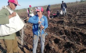 Jornada de trabajo voluntario apoyan labores de zafra en Florida