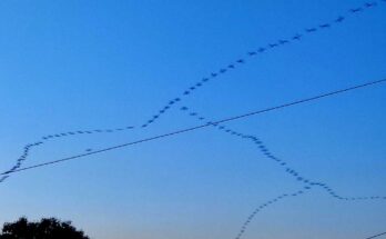 Aves migratorias pasan por el centro de Cuba