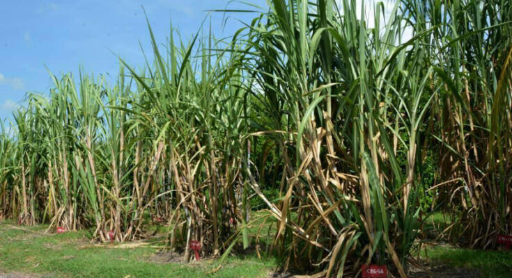 Modifican medidas legales a quienes violen plantaciones cañeras