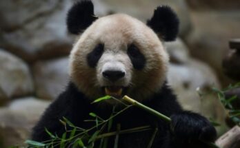 Oso Panda nacido en Francia será enviado a China para reproducción