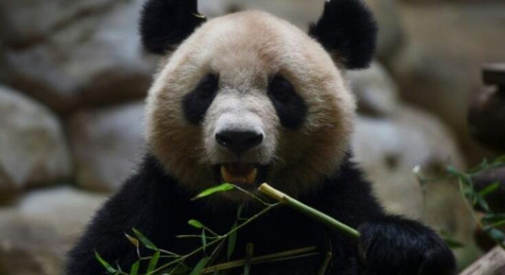 Oso Panda nacido en Francia será enviado a China para reproducción
