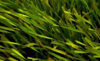 anticancerigeno, cuba, producto farmaceutico, thalassia,