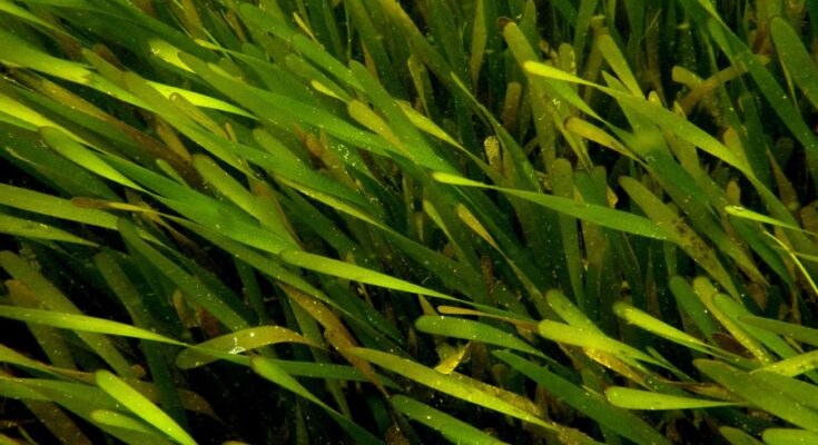 anticancerigeno, cuba, producto farmaceutico, thalassia,