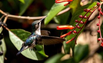 Provincia central de Cuba con amplia riqueza de aves silvestres