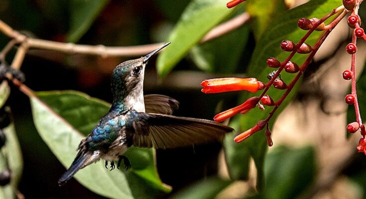 Provincia central de Cuba con amplia riqueza de aves silvestres