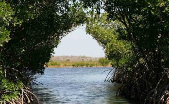 Protección de los manglares otra prioridad del cuidado medioambiental