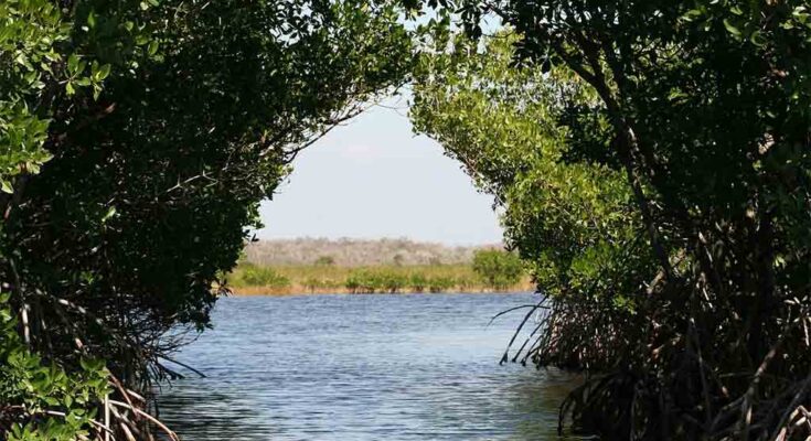 Protección de los manglares otra prioridad del cuidado medioambiental