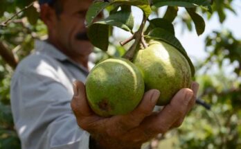 Sanidad Vegetal de Florida, 60 años cuidando la salud de los cultivos