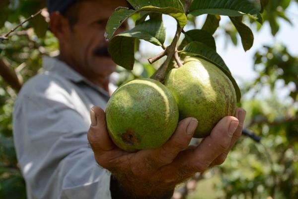 Sanidad Vegetal de Florida, 60 años cuidando la salud de los cultivos