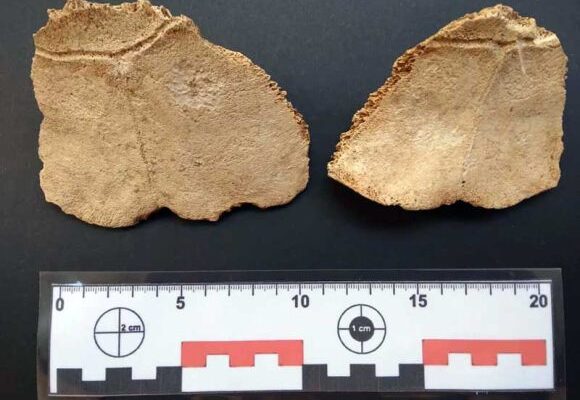 Hallan en Gibara los restos de una especie de tortuga prehistórica