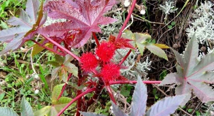 Villa de Bolivia alista cultivos para producir biodiésel