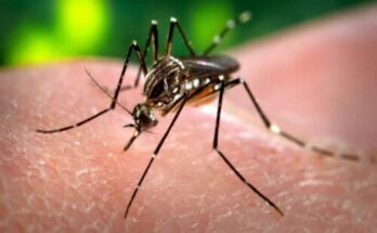 Primer ministro de Cuba insta a mantener prevención contra el dengue