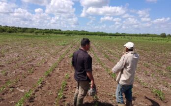 Soberanía alimentaria implica pensar más en la agricultura