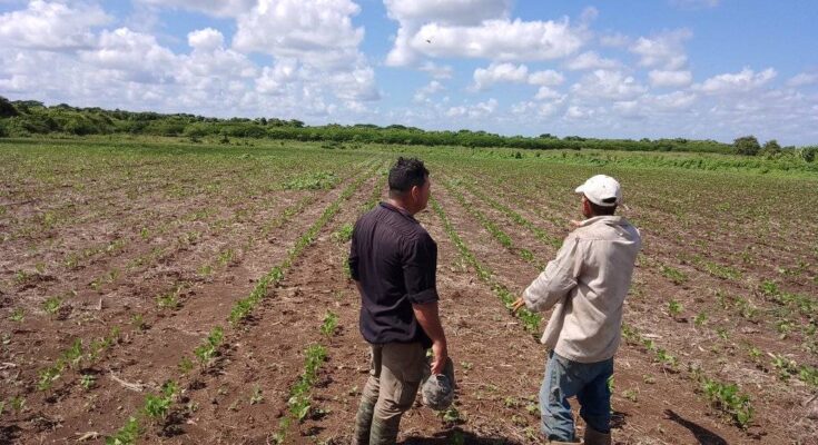 Soberanía alimentaria implica pensar más en la agricultura