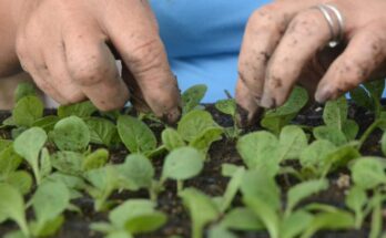 Sancti Spíritus: ¿Quiénes trabajan en el campo?