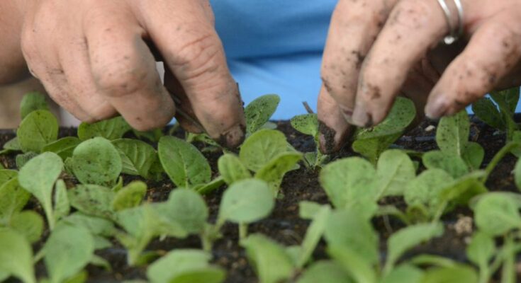 Sancti Spíritus: ¿Quiénes trabajan en el campo?