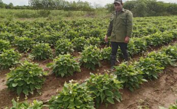 Ciencia y producción agrícola de la mano en el oriente de Cuba