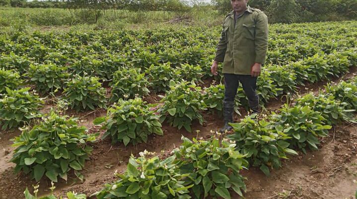 Ciencia y producción agrícola de la mano en el oriente de Cuba