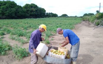 Agricultura Urbana en Florida