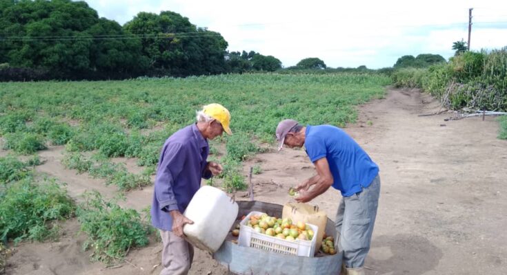 Agricultura Urbana en Florida