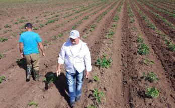 Oscar Gutiérrez Blanco, al frente del colectivo de la CPA Mártires de Granada mostró a los visitantes las nuevas hectáreas plantadas de yuca y recibió con entusiasmo la asignación inmediata de combustible para seguir adelante en la siembra de alimentos.