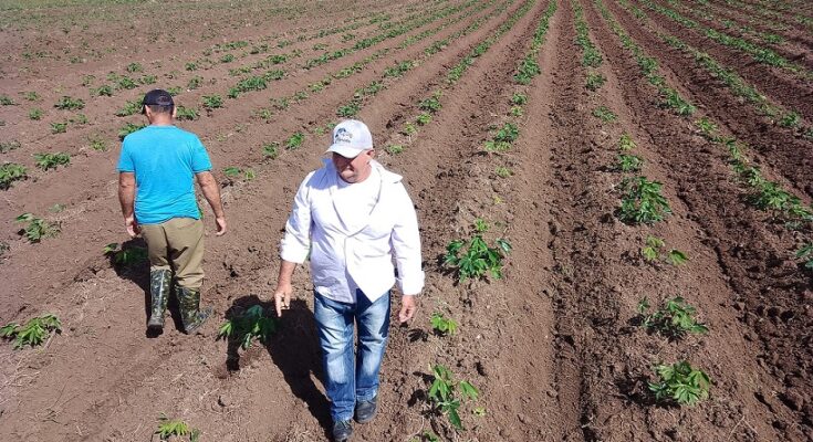 Oscar Gutiérrez Blanco, al frente del colectivo de la CPA Mártires de Granada mostró a los visitantes las nuevas hectáreas plantadas de yuca y recibió con entusiasmo la asignación inmediata de combustible para seguir adelante en la siembra de alimentos.