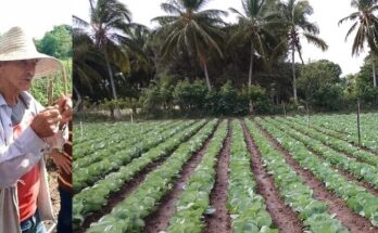 Huerto intensivo José Martí, y la entrega familiar a la Agricultura Urbana