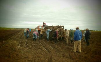 Contribuyen trabajadores floridanos a la siembra de caña y yuca