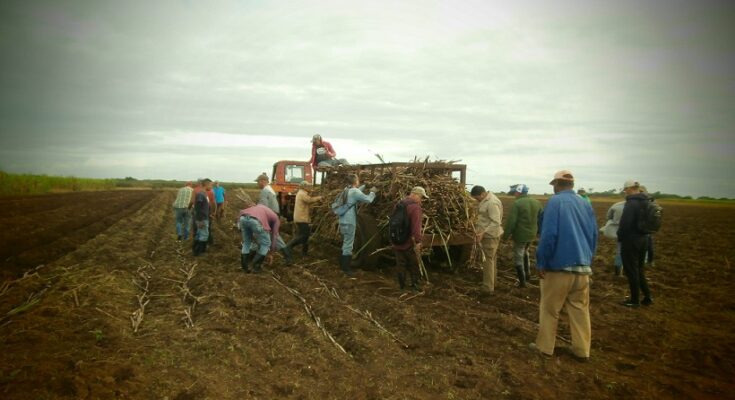 Contribuyen trabajadores floridanos a la siembra de caña y yuca