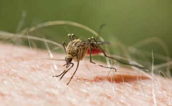 América Latina y el Caribe, malaria, Organización Mundial de la Salud, Uganda,América Latina y el Caribe, malaria, Organización Mundial de la Salud, Uganda,