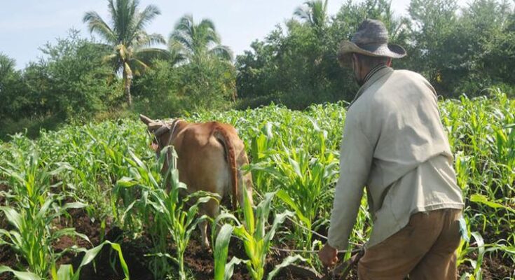 Cuba arreciará control de tierras agrícolas y tenencia de ganado
