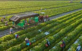 ndia y la simbiosis entre biotecnología y agricultura