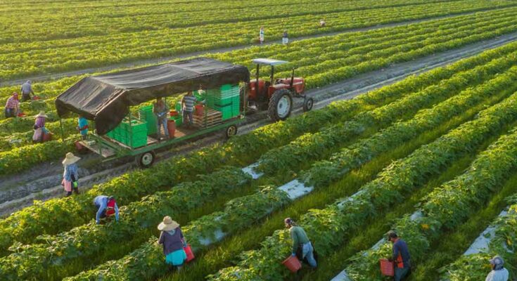 ndia y la simbiosis entre biotecnología y agricultura