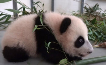 Osa panda nacida en Moscú ya pesa 20 kilogramos